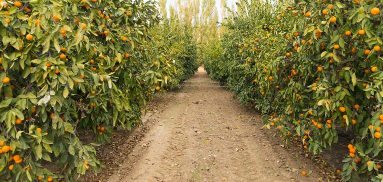 Raw Food Fruit Oranges Ripening Agriculture Farm Orange Grove