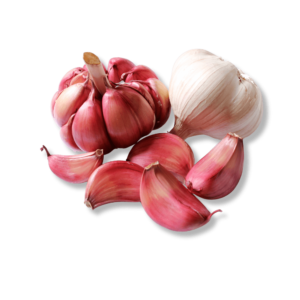 Garlic